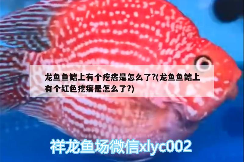 龍魚魚鰭上有個疙瘩是怎么了?(龍魚魚鰭上有個紅色疙瘩是怎么了?)