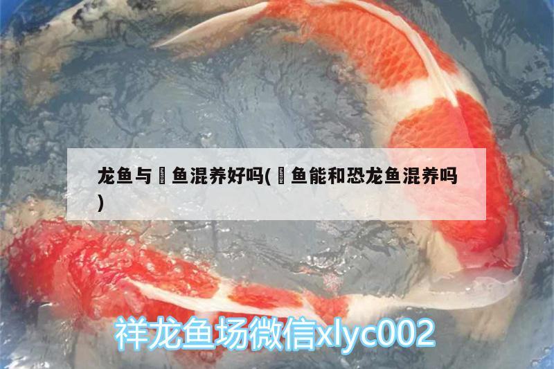 龍魚與魟魚混養(yǎng)好嗎(魟魚能和恐龍魚混養(yǎng)嗎)