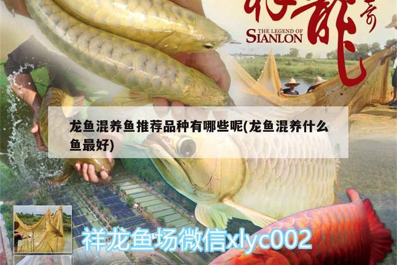 龍魚混養(yǎng)魚推薦品種有哪些呢(龍魚混養(yǎng)什么魚最好)