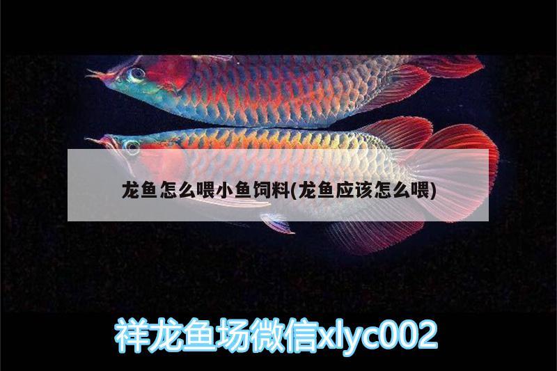 龍魚怎么喂小魚飼料(龍魚應(yīng)該怎么喂)