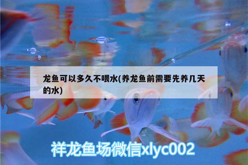 龍魚(yú)可以多久不喂水(養(yǎng)龍魚(yú)前需要先養(yǎng)幾天的水) 大正錦鯉魚(yú)