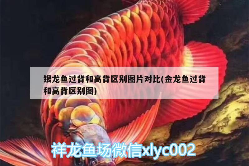 銀龍魚過背和高背區(qū)別圖片對比(金龍魚過背和高背區(qū)別圖)