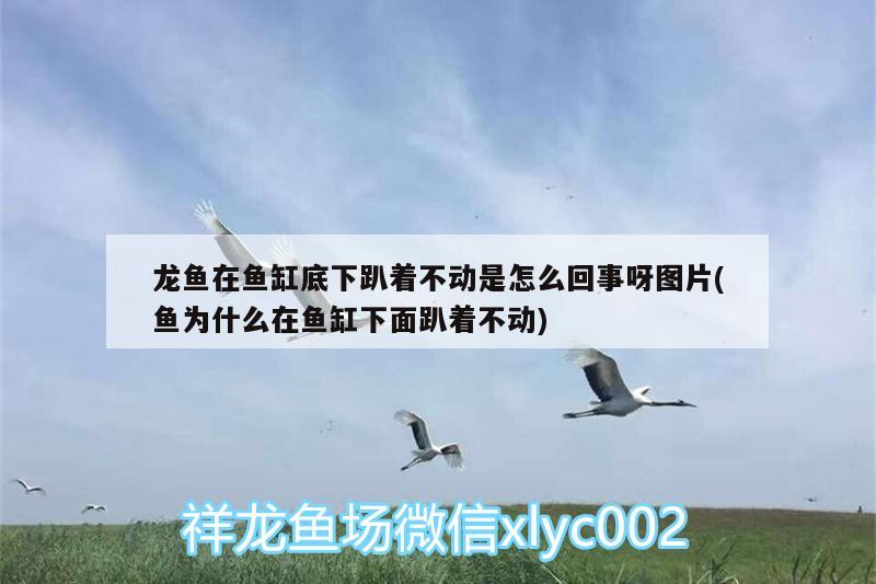 龍魚在魚缸底下趴著不動是怎么回事呀圖片(魚為什么在魚缸下面趴著不動) 蝴蝶鯉魚苗 第3張