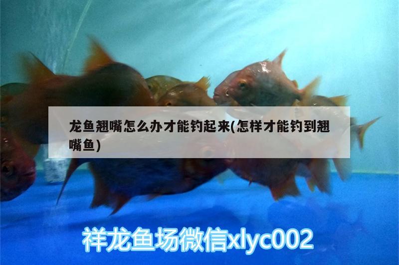 龍魚翹嘴怎么辦才能釣起來(怎樣才能釣到翹嘴魚)