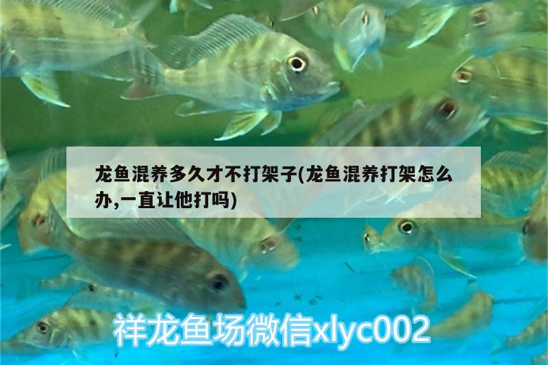 龍魚混養(yǎng)多久才不打架子(龍魚混養(yǎng)打架怎么辦,一直讓他打嗎)