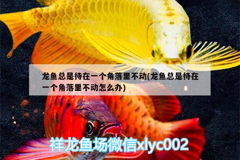 龍魚(yú)總是待在一個(gè)角落里不動(dòng)(龍魚(yú)總是待在一個(gè)角落里不動(dòng)怎么辦)