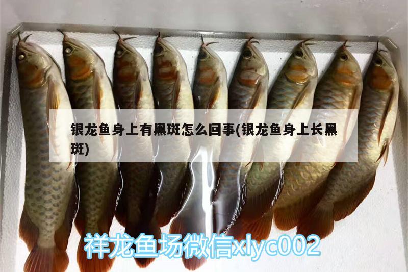 銀龍魚(yú)身上有黑斑怎么回事(銀龍魚(yú)身上長(zhǎng)黑斑) 銀龍魚(yú)