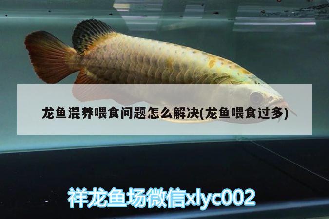 龍魚混養(yǎng)喂食問題怎么解決(龍魚喂食過多) 觀賞魚企業(yè)目錄