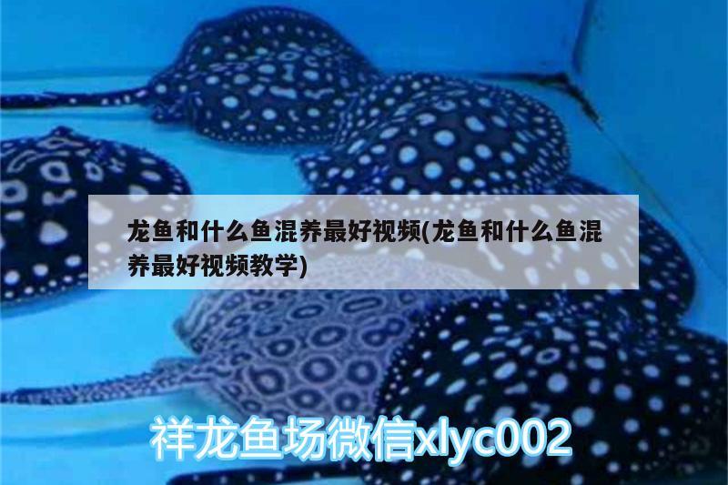 龍魚(yú)和什么魚(yú)混養(yǎng)最好視頻(龍魚(yú)和什么魚(yú)混養(yǎng)最好視頻教學(xué)) 祥龍龍魚(yú)魚(yú)糧