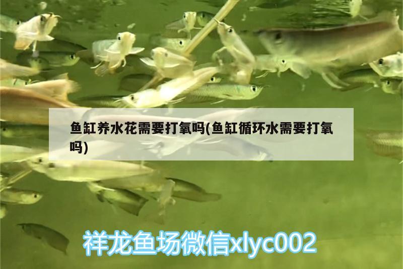 魚缸養(yǎng)水花需要打氧嗎(魚缸循環(huán)水需要打氧嗎) 羽毛刀魚苗