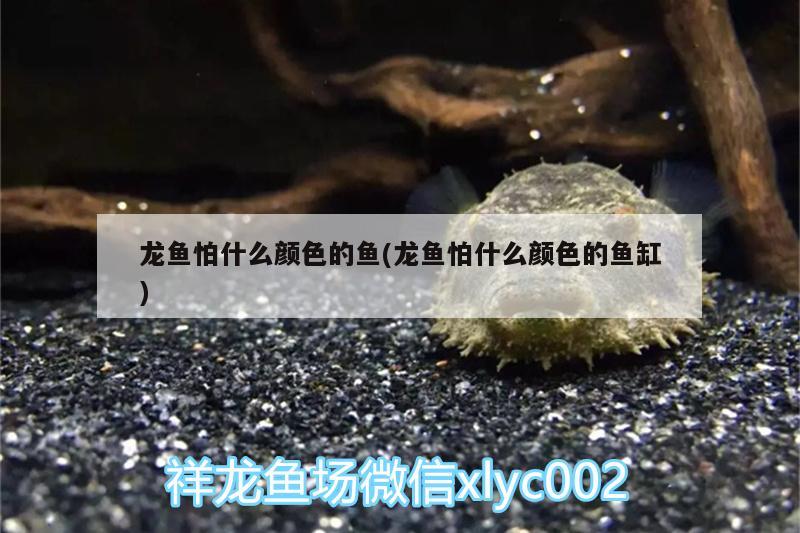 龍魚怕什么顏色的魚(龍魚怕什么顏色的魚缸)