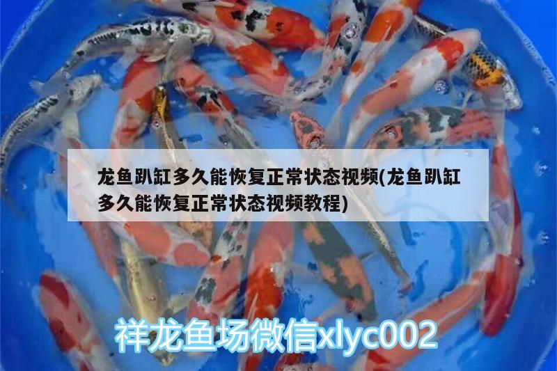 龍魚趴缸多久能恢復(fù)正常狀態(tài)視頻(龍魚趴缸多久能恢復(fù)正常狀態(tài)視頻教程)