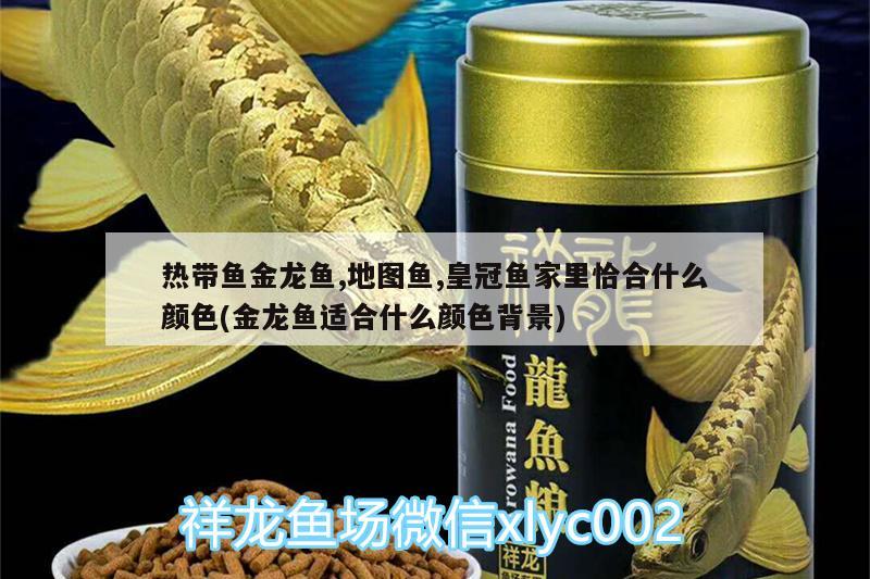 熱帶魚金龍魚,地圖魚,皇冠魚家里恰合什么顏色(金龍魚適合什么顏色背景) 金龍魚百科