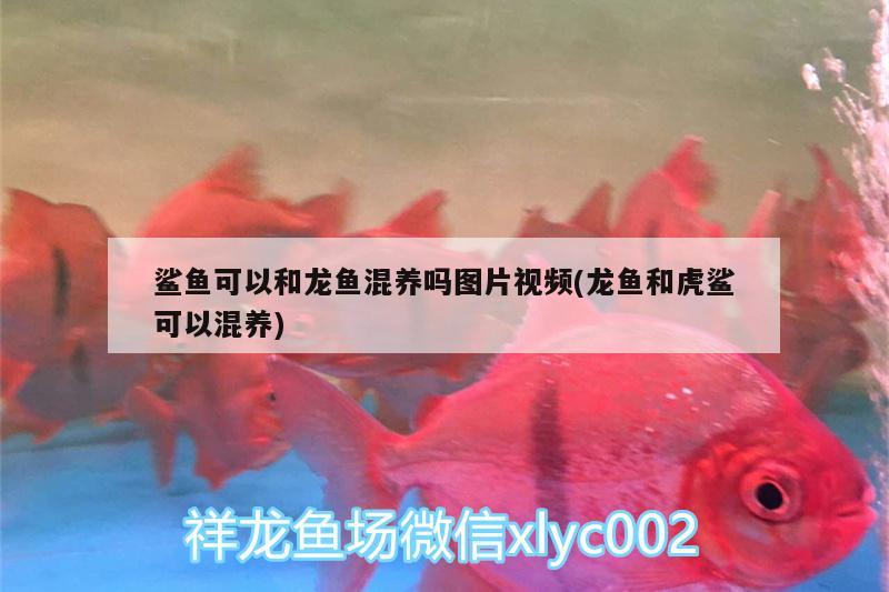 鯊魚可以和龍魚混養(yǎng)嗎圖片視頻(龍魚和虎鯊可以混養(yǎng))