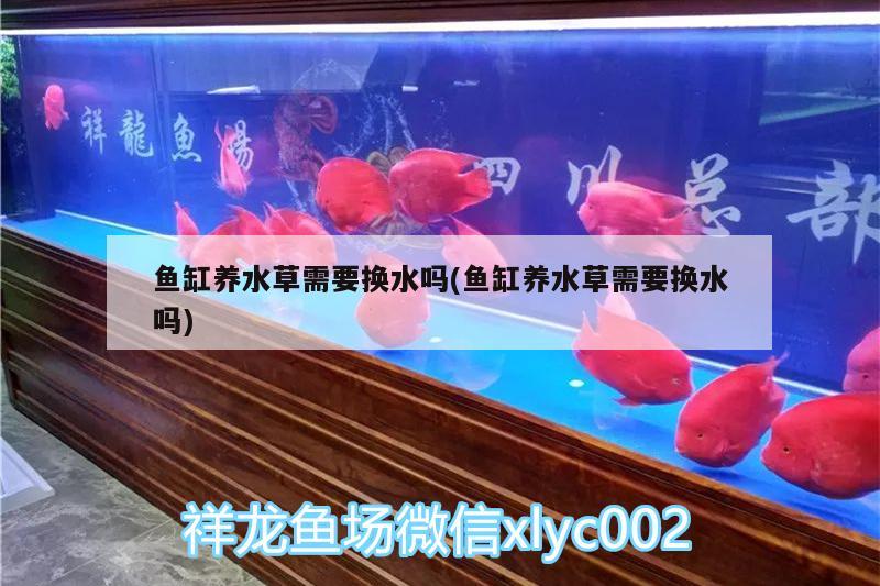 魚(yú)缸養(yǎng)水草需要換水嗎(魚(yú)缸養(yǎng)水草需要換水嗎) 水草