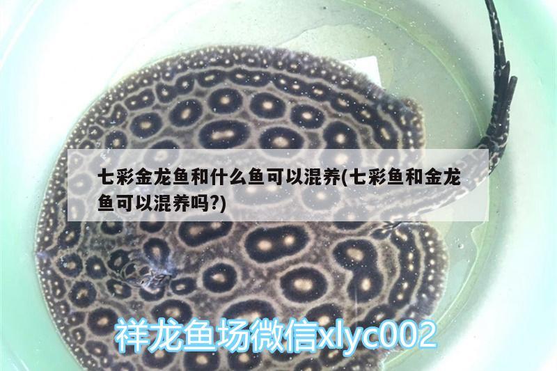 七彩金龍魚和什么魚可以混養(yǎng)(七彩魚和金龍魚可以混養(yǎng)嗎?) 恐龍王魚