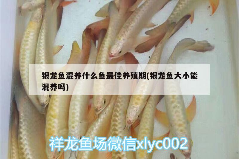 銀龍魚混養(yǎng)什么魚最佳養(yǎng)殖期(銀龍魚大小能混養(yǎng)嗎) 銀龍魚