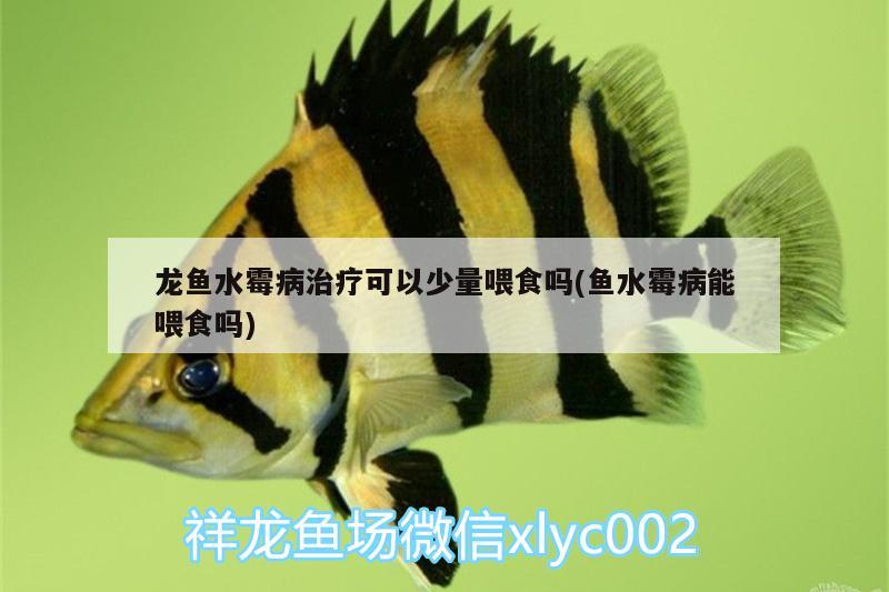 龍魚水霉病治療可以少量喂食嗎(魚水霉病能喂食嗎) 金頭過背金龍魚