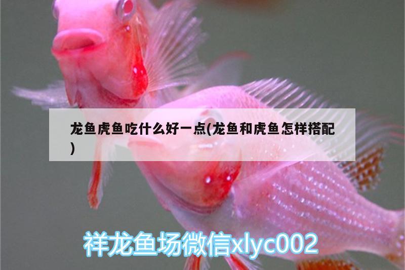 龍魚虎魚吃什么好一點(龍魚和虎魚怎樣搭配) 虎魚百科