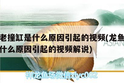 龍魚老撞缸是什么原因引起的視頻(龍魚老撞缸是什么原因引起的視頻解說)