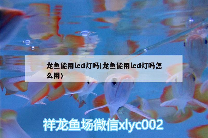 龍魚(yú)能用led燈嗎(龍魚(yú)能用led燈嗎怎么用)