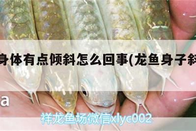 龍魚身體有點傾斜怎么回事(龍魚身子斜怎么辦)