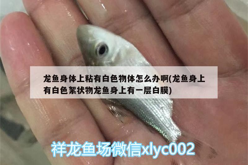 龍魚身體上粘有白色物體怎么辦啊(龍魚身上有白色絮狀物龍魚身上有一層白膜) 祥龍水族濾材/器材