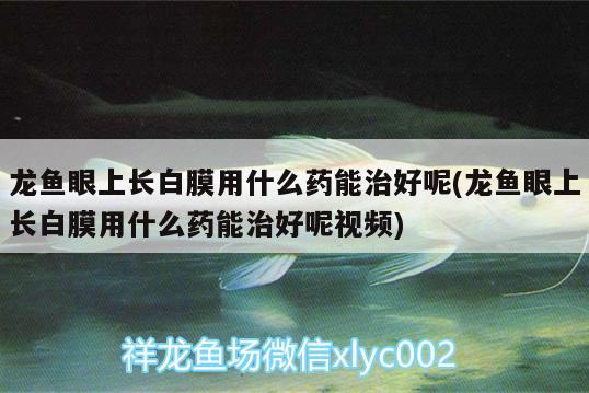 龍魚眼上長(zhǎng)白膜用什么藥能治好呢(龍魚眼上長(zhǎng)白膜用什么藥能治好呢視頻) 銀龍魚苗