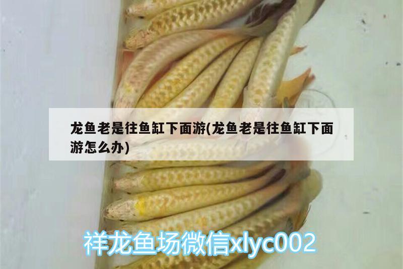 龍魚老是往魚缸下面游(龍魚老是往魚缸下面游怎么辦) 蘇虎苗（蘇門答臘虎魚苗）