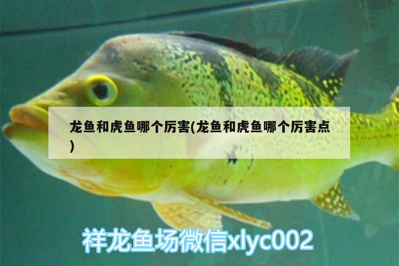 龍魚和虎魚哪個(gè)厲害(龍魚和虎魚哪個(gè)厲害點(diǎn))