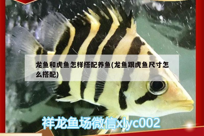 龍魚和虎魚怎樣搭配養(yǎng)魚(龍魚跟虎魚尺寸怎么搭配) 虎魚百科