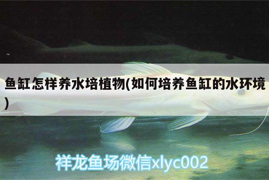 魚缸怎樣養(yǎng)水培植物(如何培養(yǎng)魚缸的水環(huán)境)