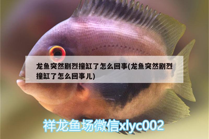 龍魚(yú)突然劇烈撞缸了怎么回事(龍魚(yú)突然劇烈撞缸了怎么回事兒)