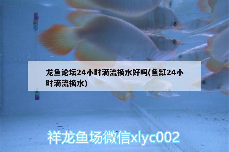 龍魚論壇24小時滴流換水好嗎(魚缸24小時滴流換水) 斯維尼關(guān)刀魚