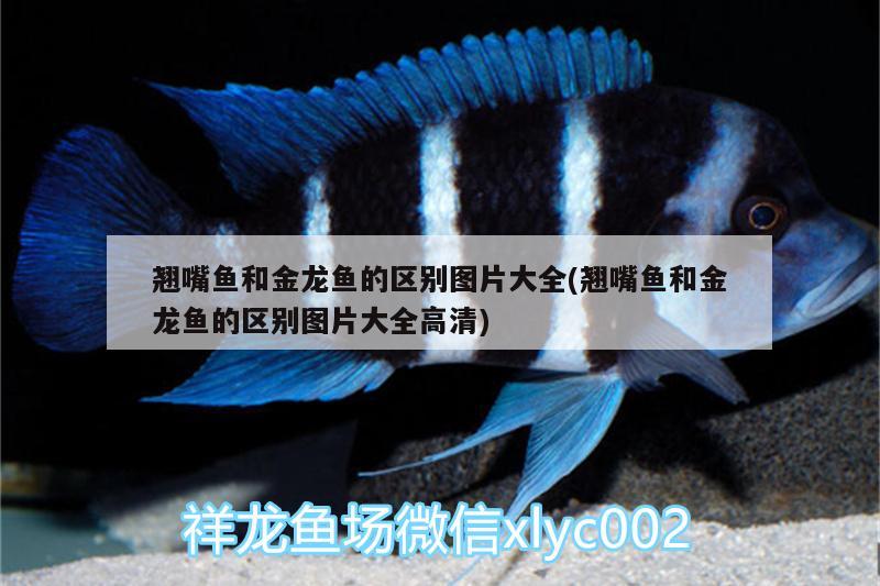 翹嘴魚和金龍魚的區(qū)別圖片大全(翹嘴魚和金龍魚的區(qū)別圖片大全高清) 白子黃化銀龍魚