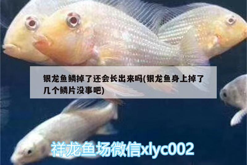 銀龍魚鱗掉了還會(huì)長出來嗎(銀龍魚身上掉了幾個(gè)鱗片沒事吧) 銀龍魚