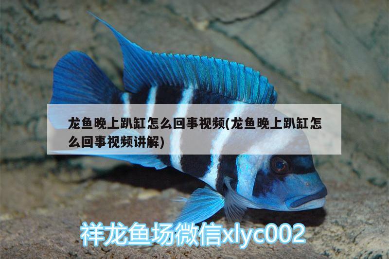 龍魚晚上趴缸怎么回事視頻(龍魚晚上趴缸怎么回事視頻講解) 大正錦鯉魚