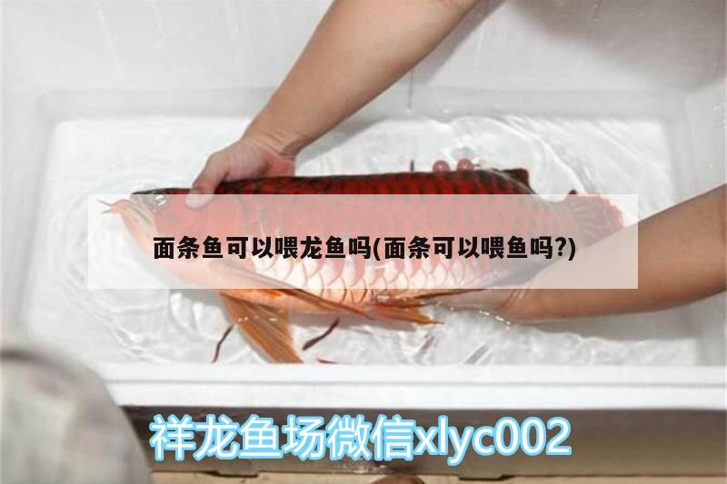 面條魚可以喂龍魚嗎(面條可以喂魚嗎?) 蝴蝶鯉魚苗