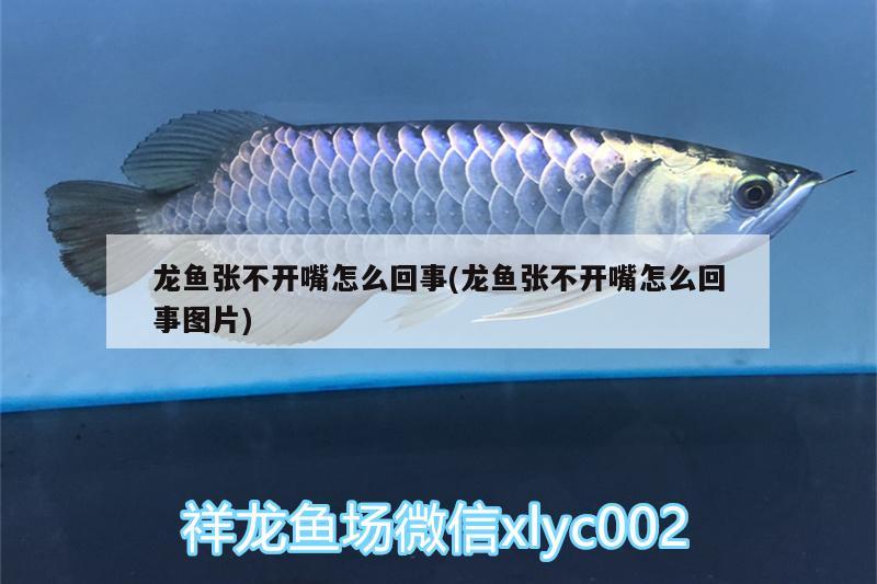 龍魚張不開嘴怎么回事(龍魚張不開嘴怎么回事圖片) 非洲金鼓魚