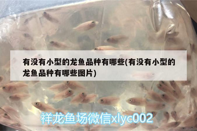 有沒有小型的龍魚品種有哪些(有沒有小型的龍魚品種有哪些圖片) 新加坡號半紅龍魚（練手級紅龍魚）