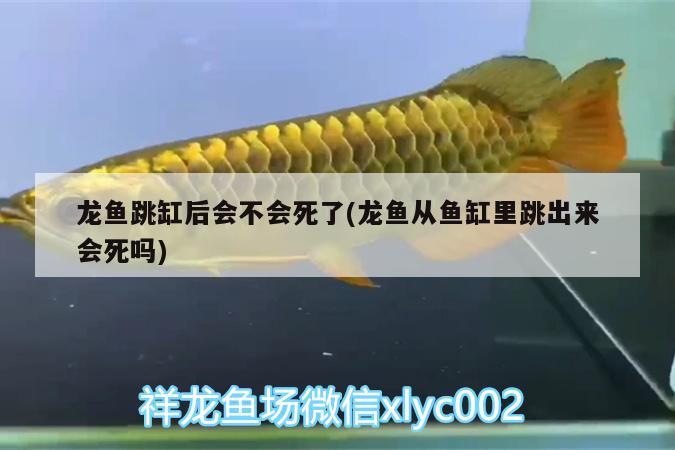 龍魚跳缸后會不會死了(龍魚從魚缸里跳出來會死嗎) 白子銀版魚