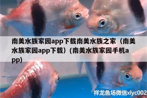 南美水族家園app下載南美水族之家（南美水族家園app下載）(南美水族家園手機app)