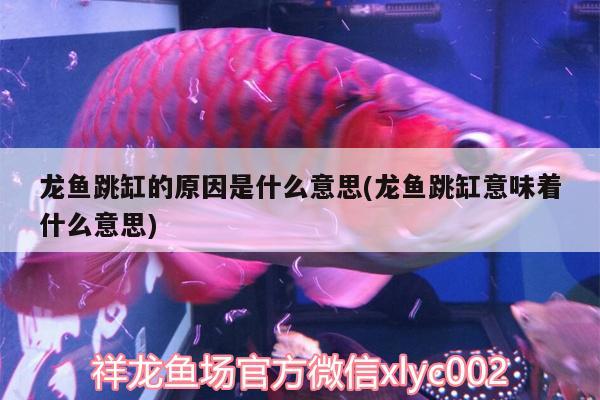 龍魚跳缸的原因是什么意思(龍魚跳缸意味著什么意思) 祥龍龍魚魚糧