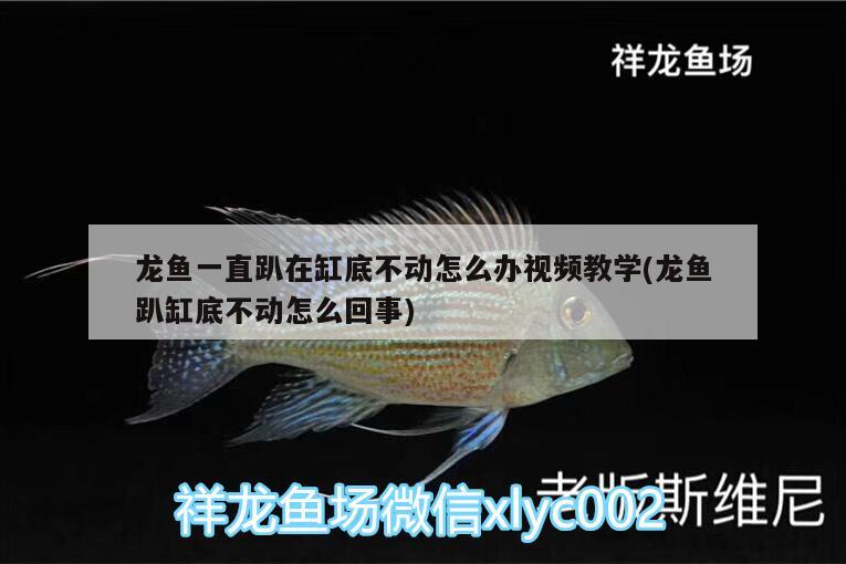 龍魚一直趴在缸底不動怎么辦視頻教學(xué)(龍魚趴缸底不動怎么回事) 斑馬狗頭魚