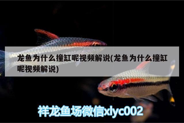 龍魚為什么撞缸呢視頻解說(龍魚為什么撞缸呢視頻解說)