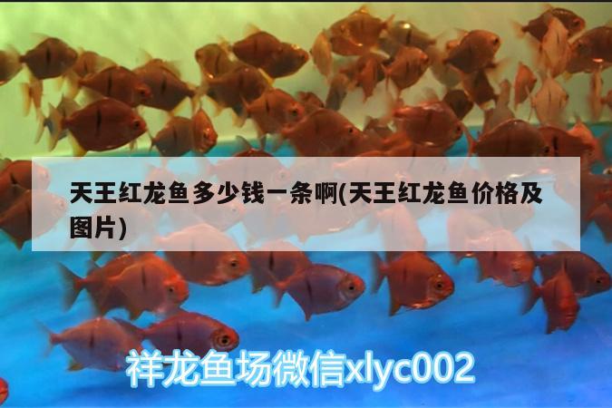 天王紅龍魚多少錢一條啊(天王紅龍魚價(jià)格及圖片)