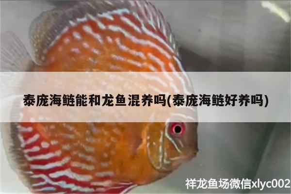 泰龐海鰱能和龍魚混養(yǎng)嗎(泰龐海鰱好養(yǎng)嗎)