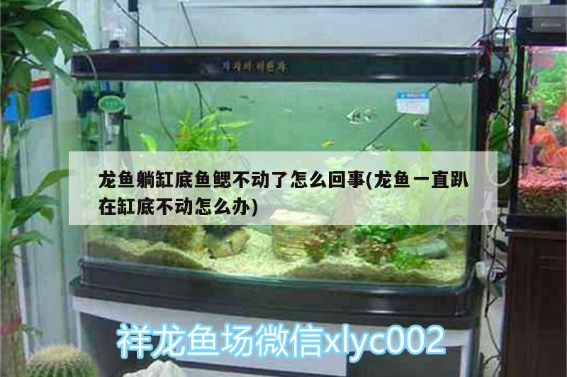 龍魚(yú)躺缸底魚(yú)鰓不動(dòng)了怎么回事(龍魚(yú)一直趴在缸底不動(dòng)怎么辦)