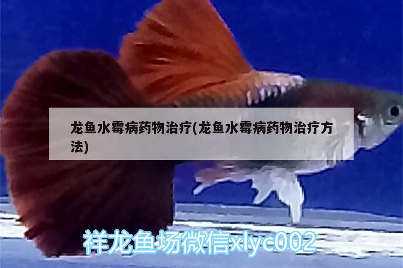 龍魚水霉病藥物治療(龍魚水霉病藥物治療方法)