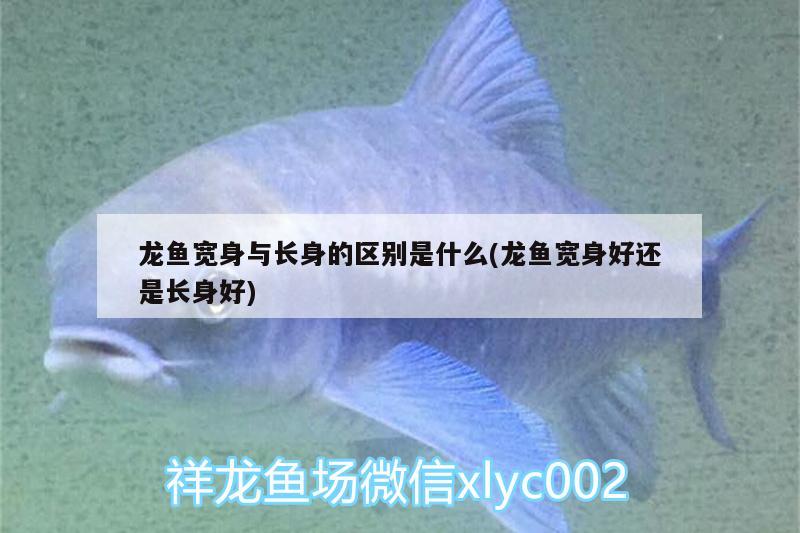 龍魚(yú)寬身與長(zhǎng)身的區(qū)別是什么(龍魚(yú)寬身好還是長(zhǎng)身好)